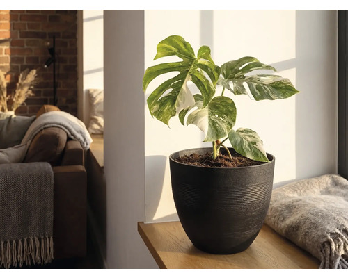 Monstera Deliciosa Variegata v tmavem kvetinaci na drevene polici ve svetlem obyvacim pokoji.