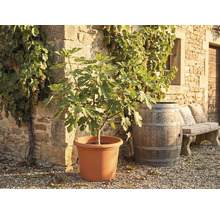 Fíkovník ve velkém květináči před kamennou zdí s vinnou révou, dřevěným sudem a kamennou lavicí.