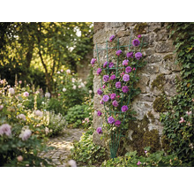 Zelená vějířová mříž s fialovými popínavými růžemi na kamenné zdi ve světlé zahradě.