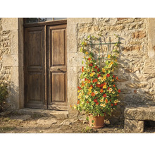 Mříž pro popínavé rostliny na kamenné zdi vedle dřevěných dveří, osázená lichořeřišnicí v terakotovém květináči.