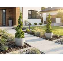 Moderní předzahrádka se spirálovitými buxusy v šedých květináčích u světlé dlážděné cesty s okrasnými travami a kůrou.