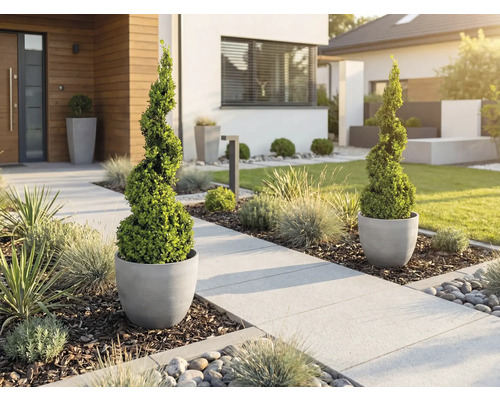 Moderní předzahrádka se spirálovitými buxusy v šedých květináčích u světlé dlážděné cesty s okrasnými travami a kůrou.