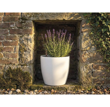 Bílý kulatý květináč s kvetoucí levandulí ve výklenku kamenné zdi s ukazatelem hladiny vody.