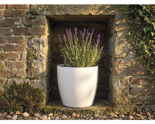 Bílý kulatý květináč s kvetoucí levandulí ve výklenku kamenné zdi s ukazatelem hladiny vody.