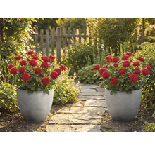 Dva šedé drážkované květináče s červenými růžemi stojí u kamenné zahradní cesty v prosluněné zahradě s dřevěným plotem.