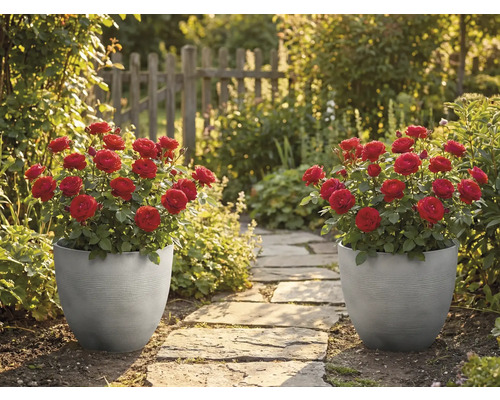 Dva šedé drážkované květináče s červenými růžemi stojí u kamenné zahradní cesty v prosluněné zahradě s dřevěným plotem.