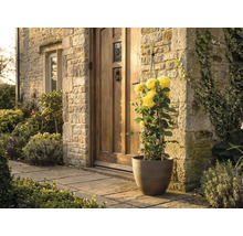 Žlutá pnoucí růže v hnědém květináči před vchodem do domu s kamennou zdí a dřevěnými dveřmi.