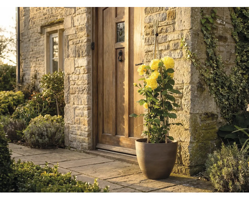 Žlutá pnoucí růže v hnědém květináči před vchodem do domu s kamennou zdí a dřevěnými dveřmi.