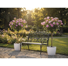 Černá kovová zahradní lavička s ozdobami mezi dvěma růžovými stromkovými růžemi v bílých květináčích v prosluněné zahradě.