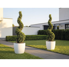 Dvě rostliny střižené do spirály v bílých kulatých květináčích v moderní světlé zahradě s trávníkem a kamennou cestou.