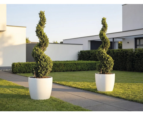Dvě rostliny střižené do spirály v bílých kulatých květináčích v moderní světlé zahradě s trávníkem a kamennou cestou.