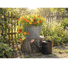 Zinková vana s lichořeřišnicí na pařezu vedle černé kovové konve v prosluněné zahradě s dřevěným plotem.