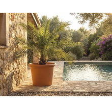 Velký terakotový květináč s palmou na kamenné terase u bazénu ve světlé středomořské zahradě.