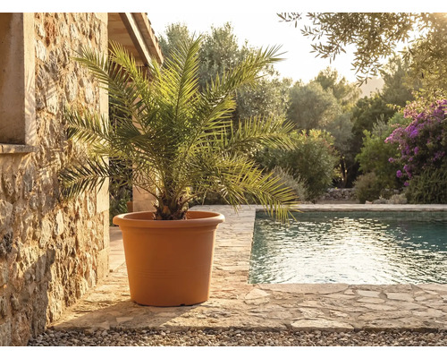 Velký terakotový květináč s palmou na kamenné terase u bazénu ve světlé středomořské zahradě.