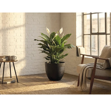 Lopatkovec (Spathiphyllum) v tmavém strukturovaném květináči ve světlém pokoji s bílou cihlovou stěnou a dřevěnou podlahou.