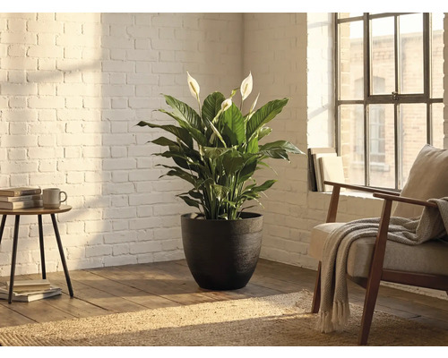 Lopatkovec (Spathiphyllum) v tmavém strukturovaném květináči ve světlém pokoji s bílou cihlovou stěnou a dřevěnou podlahou.