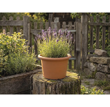 Kvétoucí levandule v terakotově zbarveném kulatém plastovém květináči na pařezu v zahradě s dřevěným plotem.