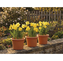 Tři květináče se žlutými narcisy na kamenné zídce v prosluněné zahradě s dřevěným plotem v pozadí.