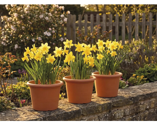 Tři květináče se žlutými narcisy na kamenné zídce v prosluněné zahradě s dřevěným plotem v pozadí.