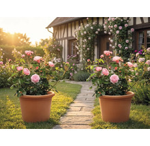 Dva terakotové květináče s růžovými keři růží na kamenné zahradní cestě před hrázděným domem s pnoucími růžemi.