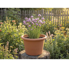 Kvétoucí pažitka v plastovém květináči v barvě terakoty na pařezu ve světlé zahradě.