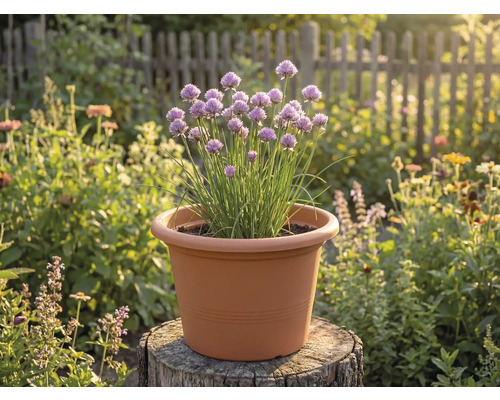 Kvétoucí pažitka v plastovém květináči v barvě terakoty na pařezu ve světlé zahradě.