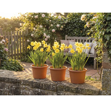 Tři květináče se žlutými narcisy na kamenné zídce v prosvětlené zahradě s dřevěnou lavičkou a kvetoucími růžemi.