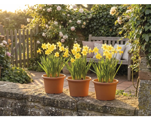 Tři květináče se žlutými narcisy na kamenné zídce v prosvětlené zahradě s dřevěnou lavičkou a kvetoucími růžemi.