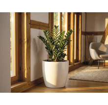 Zamioculcas ve velkém bílém lesklém květináči na dřevěné podlaze ve světlé místnosti s dřevěnými trámy a velkými okny.