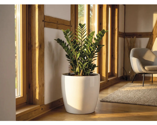 Zamioculcas ve velkém bílém lesklém květináči na dřevěné podlaze ve světlé místnosti s dřevěnými trámy a velkými okny.