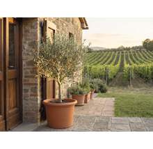 Olivovník ve velkém terakotovém květináči na kamenné terase před kamennou zdí s výhledem na vinici.