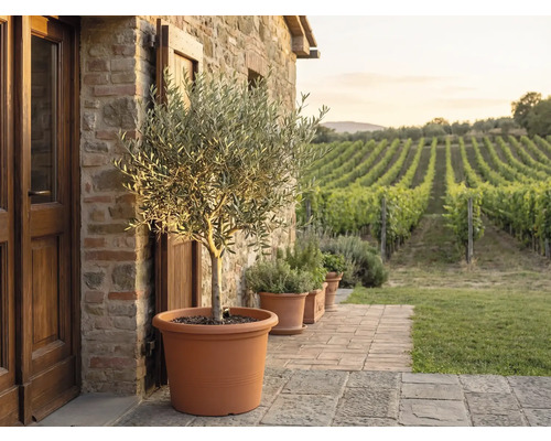 Olivovník ve velkém terakotovém květináči na kamenné terase před kamennou zdí s výhledem na vinici.