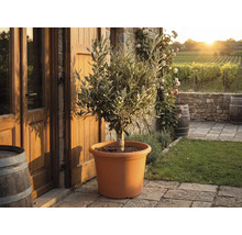 Olivovník v terakotovém plastovém květináči na kamenné terase před rustikálním domem s vinicemi v pozadí.