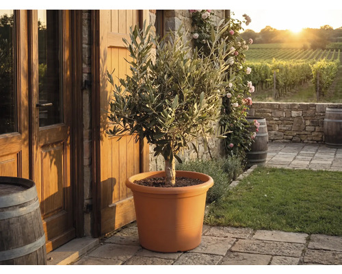 Olivovník v terakotovém plastovém květináči na kamenné terase před rustikálním domem s vinicemi v pozadí.