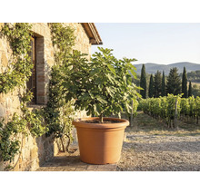 Fíkovník ve velkém terakotovém květináči před rustikální kamennou zdí s výhledem na vinici.