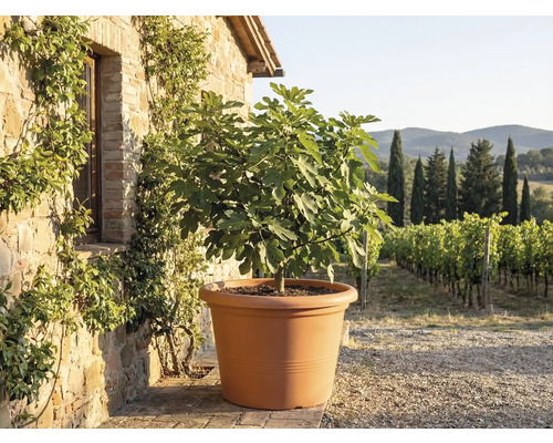 Fíkovník ve velkém terakotovém květináči před rustikální kamennou zdí s výhledem na vinici.