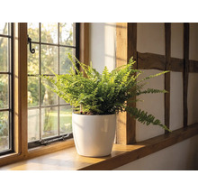 Kapradina v bílém květináči na dřevěném parapetu vedle mřížovaného okna ve světlé místnosti s hrázděním.