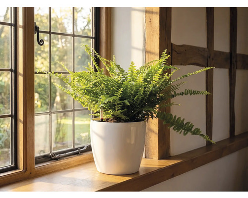 Kapradina v bílém květináči na dřevěném parapetu vedle mřížovaného okna ve světlé místnosti s hrázděním.