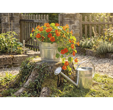 Pozinkovaný kovový kbelík s oranžovými květy na pařezu vedle zinkové konve v prosvětlené zahradě s dřevěným plotem.