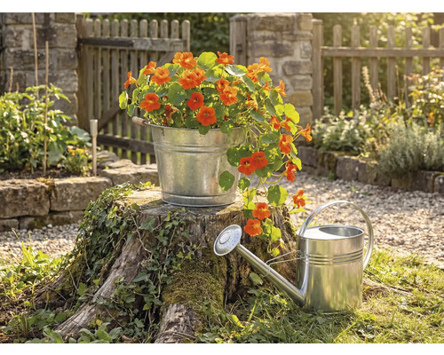 Pozinkovaný kovový kbelík s oranžovými květy na pařezu vedle zinkové konve v prosvětlené zahradě s dřevěným plotem.