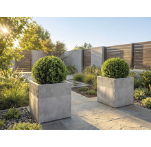 Moderní zahrada se dvěma čtvercovými šedými betonovými květináči s kulatými buxusy na kamenné terase za slunečného dne.