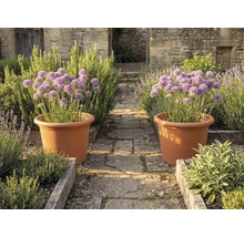 Dva velké terakotové květináče s fialovými okrasnými česneky na kamenné cestě v bylinkové zahradě s dřevěnými záhony a kamennými zdmi.