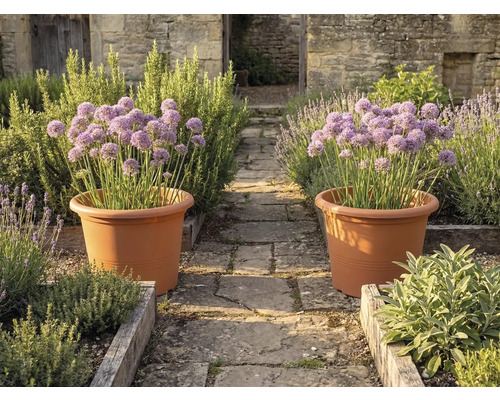 Dva velké terakotové květináče s fialovými okrasnými česneky na kamenné cestě v bylinkové zahradě s dřevěnými záhony a kamennými zdmi.