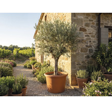 Olivovník ve velkém terakotovém květináči před rustikální kamennou zdí v mediteránní zahradě s vinicí.