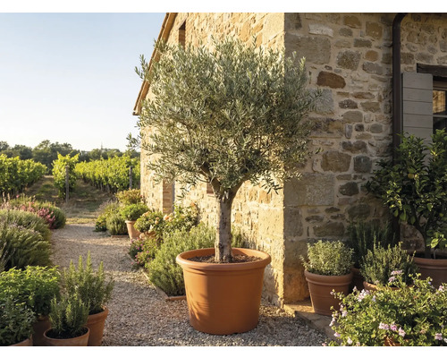 Olivovník ve velkém terakotovém květináči před rustikální kamennou zdí v mediteránní zahradě s vinicí.