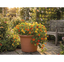 Lichořeřišnice ve velkém terakotovém květináči na kamenné terase vedle dřevěné lavičky v prosluněné zahradě.