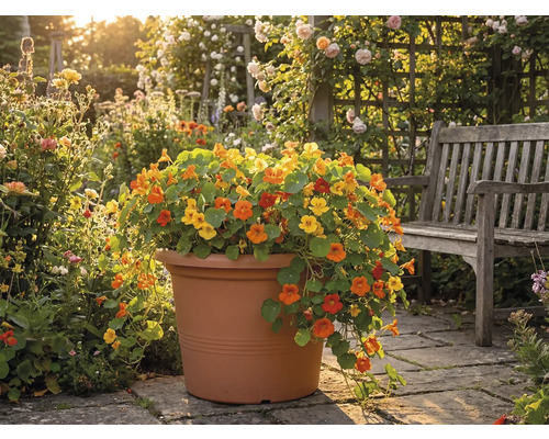 Lichořeřišnice ve velkém terakotovém květináči na kamenné terase vedle dřevěné lavičky v prosluněné zahradě.