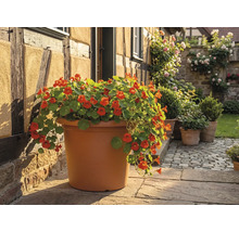 Velký kulatý květináč v barvě terakoty s oranžově kvetoucí lichořeřišnicí na kamenné terase u hrázděného domu.