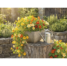 Barevná lichořeřišnice ve čtvercovém květináči na pařezu vedle kovové konve ve světlé zahradě.