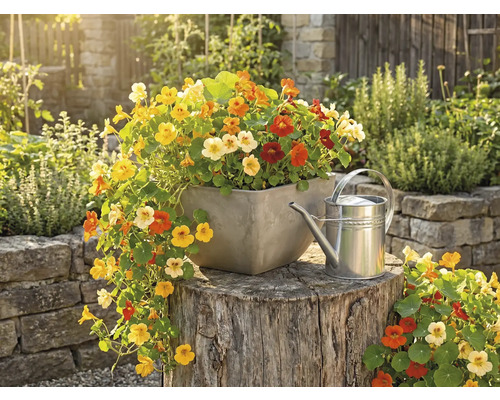 Barevná lichořeřišnice ve čtvercovém květináči na pařezu vedle kovové konve ve světlé zahradě.